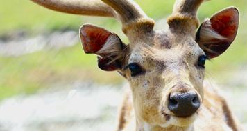 head of cervidae, close-up