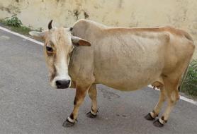 Cow Animal Head