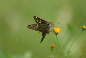 Butterfly Insect