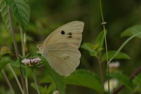 Butterfly Insect