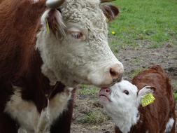 cute cow with a baby