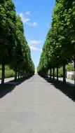 alley of trees
