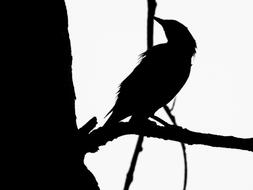 Bird Art Silhouette