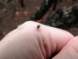 Mosquito Insect Hand The