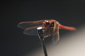 Dragonfly Macro Insect