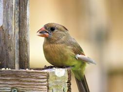 Bird Close Up