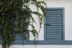 Beautiful white house with blue window shutters and green ivy plant