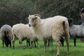 Heidschnucke Sheep Horns