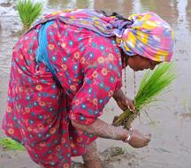 Nepalese Woman Rice