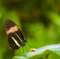 macro view of Butterfly Pretty Insect