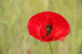 open poppy bud in the garden