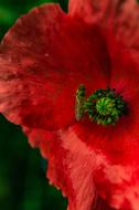 Close Up Insect Blossom