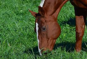 Horse Portrait Animal