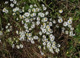 white daisies in a field