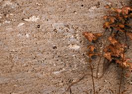 wall ivy texture climber plant