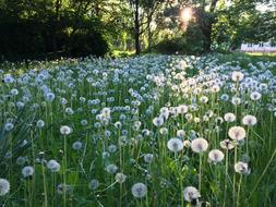 white Dandelions on Meadow at summer morning