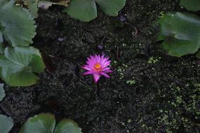 Purple waterlily flower on dark water