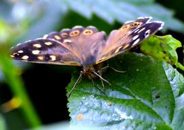 Butterfly Brown Leaf