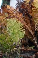 Autumn Leaf Fern