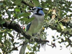 Bird Blue Jay And White