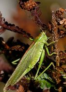 Grasshopper Insect Viridissima