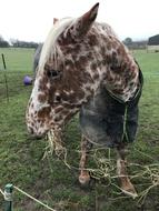 Horse Appaloosa Hay