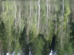 Forest Water Vermont