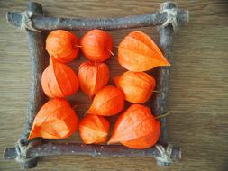 Lampionblume Frame Wood