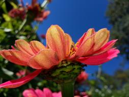 Zinnia Summer Flower