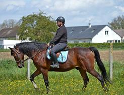 man is riding a horse in a field