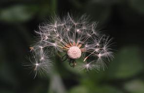 Dandelion with a half-bald head, macro, blur background