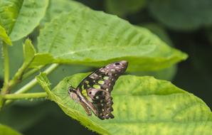 Butterfly Lepidoptera Insect