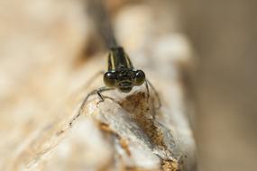 Dragonfly Affix Insects