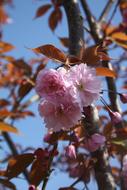 pink lush ornamental cherry tree blossoms on branch