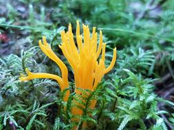 yellow wild mushroom in the moss