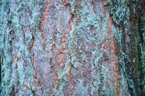 Bark Tree Wood