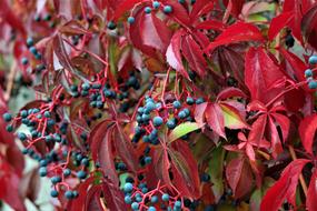 red leaves with berries on a branch