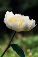 blooming white peony in the garden, close-up
