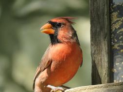 Closeup view of Red Bird Adult Cardinal