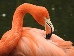 Flamingo Bird Pink