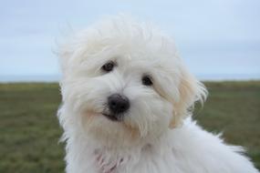 Dog Puppy Cotton Tulear Animal