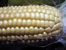 raw corn