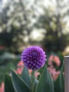purple fluffy flower in the garden