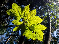 green leaves on a branch of a forest tree