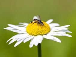 Fly Insect Nature