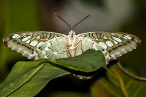 Butterfly Insect Nature