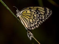 yellow Butterfly Insect wings