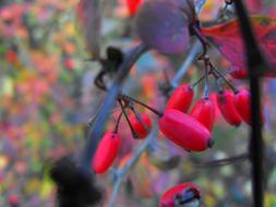 red berries on the branches of the tree