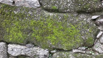 Moss on Stone Wall