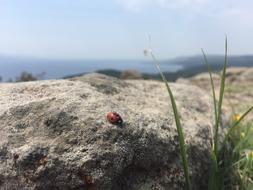 ladybug on a rock